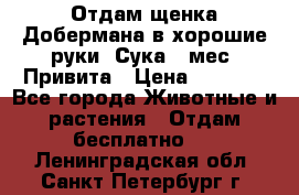 Отдам щенка Добермана в хорошие руки. Сука 5 мес. Привита › Цена ­ 5 000 - Все города Животные и растения » Отдам бесплатно   . Ленинградская обл.,Санкт-Петербург г.